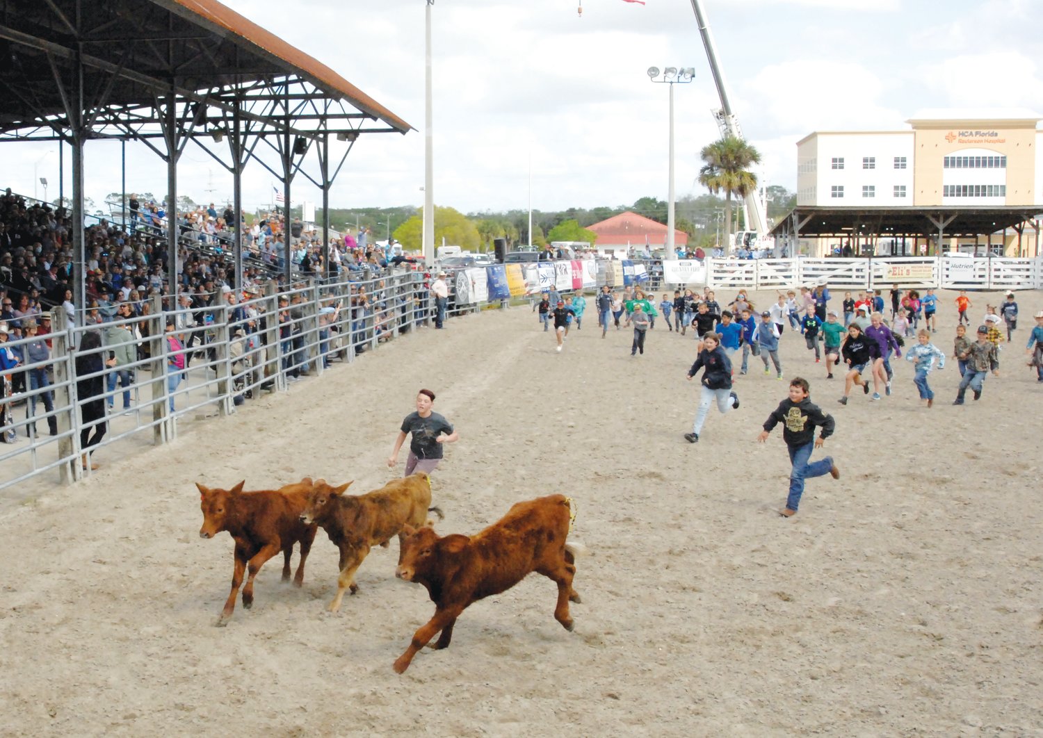 OKEECHOBEE -- For the calf scramble, children from the audience are invited into the arena. The first three to grab a ribbon from the tail of a calf win a prize.